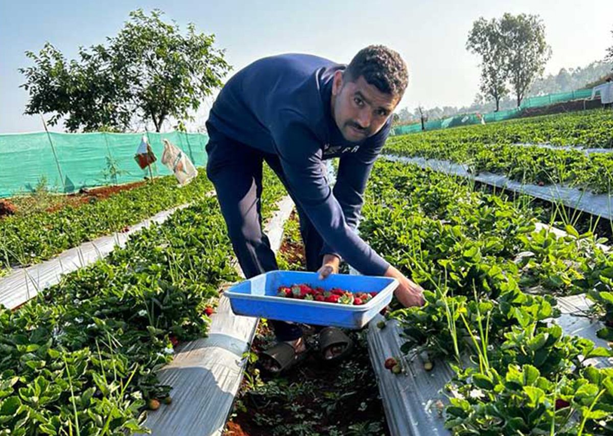 Strawberry Festival at Mapro Garden
