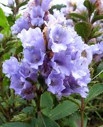 Purple flowers in panchgani