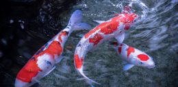 A New addition to the Ravine family:- “Koi fish”.